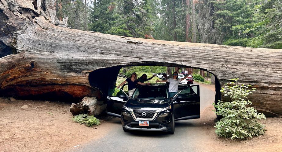 Auto tunnel log Sequoia National Park